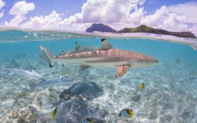Full Day Lagoon Group Tour in Bora Bora with Lunch (2026 Review & Booking Guide)