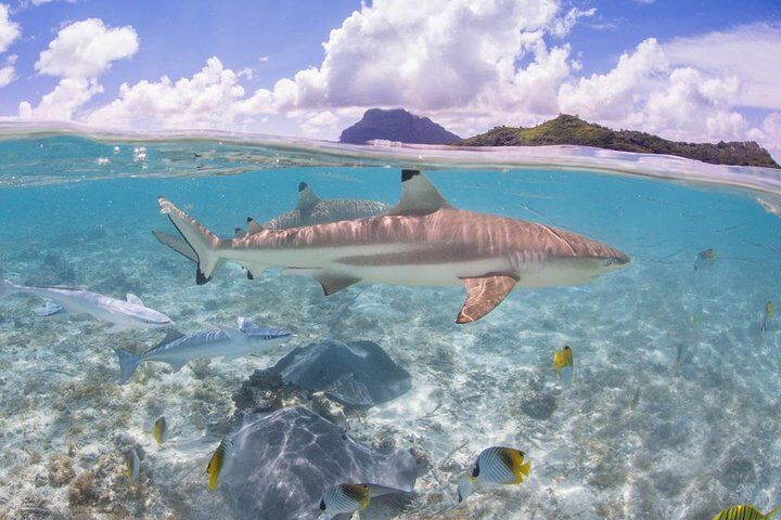 Full Day Lagoon Group Tour in Bora Bora with Lunch (2026 Review & Booking Guide) 1 Full Day Lagoon Group Tour in Bora Bora with Lunch in Bora Bora