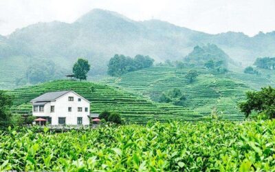 Best Tours & Experiences in Hangzhou, China