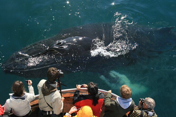Arctic Whale Watching from Dalvik Close to Akureyri North Iceland - Akureyri Iceland