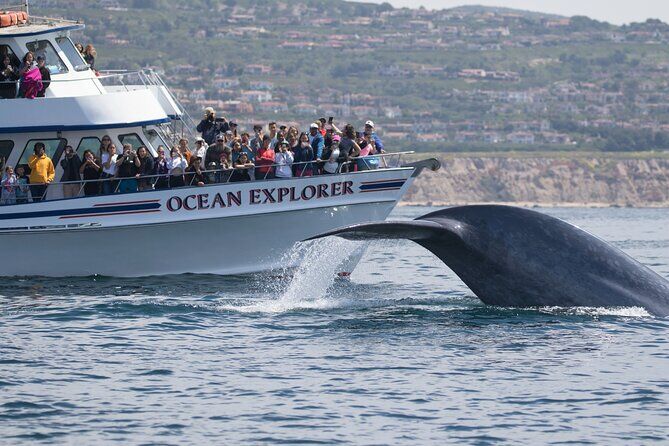 Whale Watching Cruise from Newport Beach - Newport Beach California