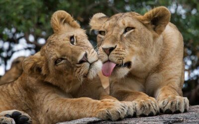 Best Tours & Experiences in Nairobi