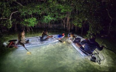 Sarasota Guided Mangrove Tunnel Kayak Tour (2026 Review & Booking Guide)