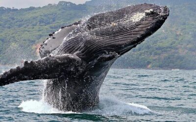Best Tours & Experiences in Uvita
