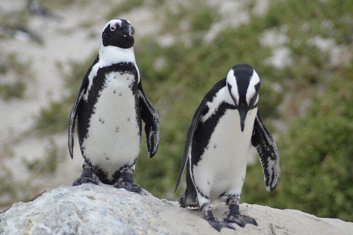 Private vs Small Group Tours in Cape Town: Which Should You Book? (2026) 15 Cape Town Private Tour: Cape of Good hope & Boulders Penguins