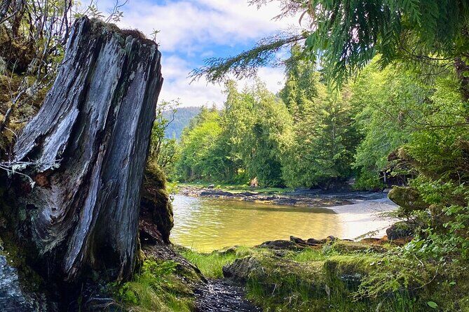 Hour Rainforest Beach and Wildlife Walk WildView Alaska Tours - Ketchikan Alaska