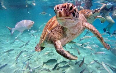 Best Tours & Experiences in Willemstad