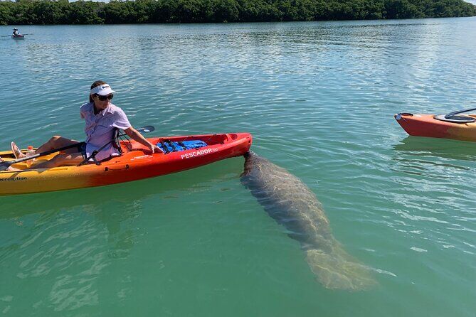 Sarasota Mangrove Tunnel Guided Kayak Adventure - Sarasota Florida