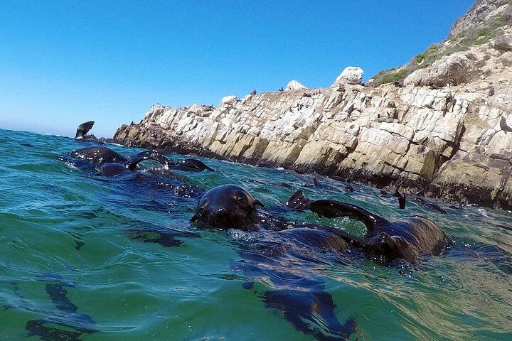 Best Tours & Experiences in Plettenberg Bay 14 1.5-Hour Seal Viewing Boat Tour in Plettenberg Bay