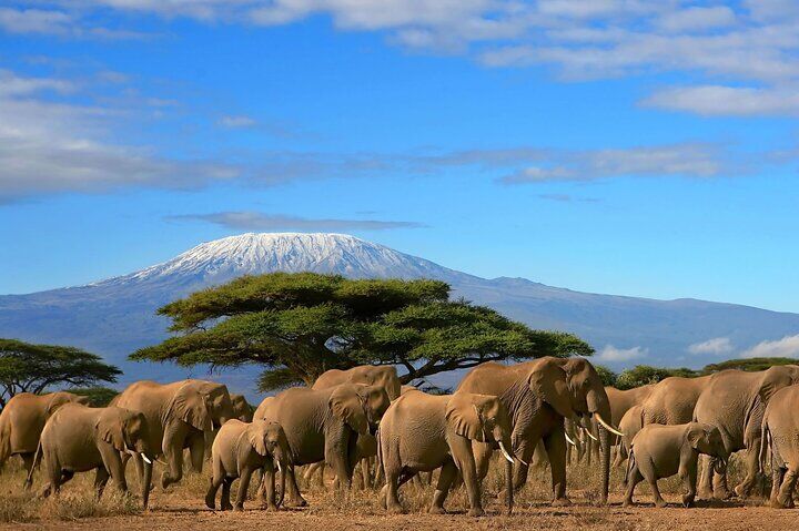1 Day Tour to Amboseli National Park