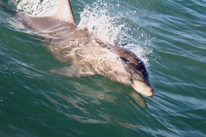 Migliori tour ed esperienze a Padre Island Texas 18 1:00 PM Eco Tour and Dolphin Watch