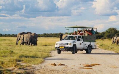 Best Tours & Experiences in Etosha