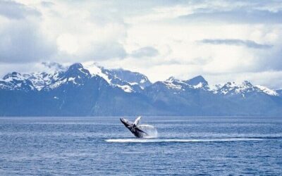 Best Things to Do in Juneau (2026): Top-Rated Tours & Experiences