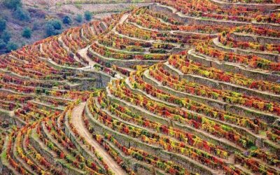 Douro Valley: Historical Sites, Wine Experience, Lunch & Cruise (2026 Review & Booking Guide)