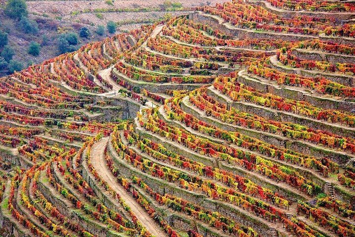 Douro Valley: Historical Sites, Wine Experience, Lunch & Cruise (2026 Review & Booking Guide) 1 Douro Valley: Historical Sites, Wine Experience, Lunch & Cruise in Porto