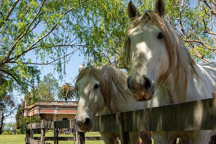 Private vs Small Group Tours in Buenos Aires: Which Should You Book? (2026) 18 Gaucho Small-Group Full Day at a Farm in Buenos Aires