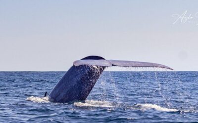 Best Tours & Experiences in Ponta Delgada, Azores