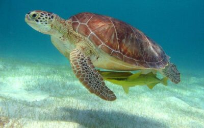 Best Day Trips from Playa del Carmen (2026)