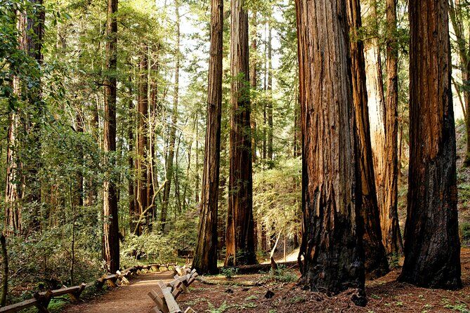 Redwood National and State Parks Self Guided Audio Driving Tour - Redwood National Park