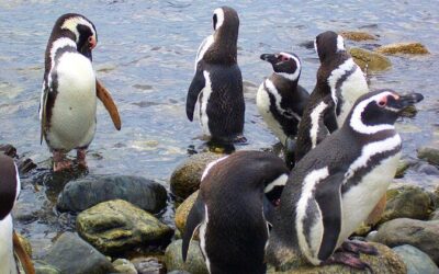 Best Tours & Experiences in Punta Arenas