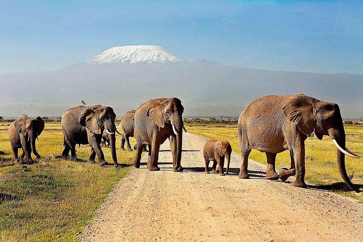 Best Tours & Experiences in Amboseli 11 2 Days Amboseli Safari using a 4x4 Landcruiser jeep(with options)