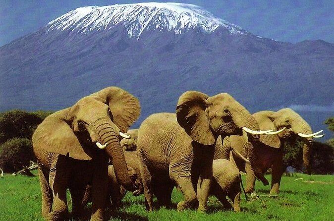 Best Tours & Experiences in Amboseli 17 2 Days Amboseli Safari