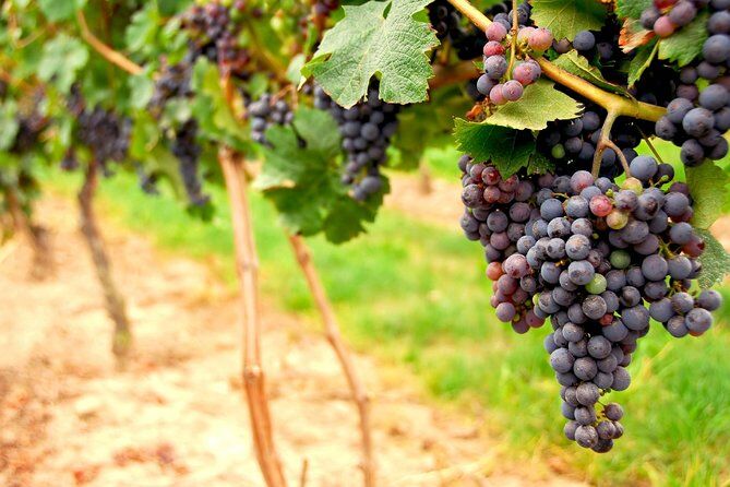 Os melhores passeios e experiências em Napa Downtown California 35 The Ultimate Wine Lovers Day Trip to Napa and Sonoma - Napa Downtown California