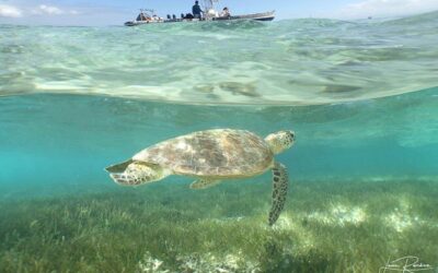 Best Tours & Experiences in Noumea