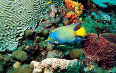 Best Tours & Experiences in Tobago