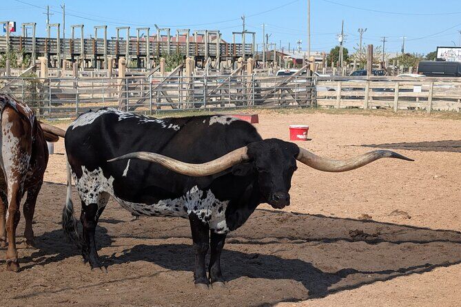 Best Tours & Experiences in Fort Worth Stockyards 13 Fort Worth Stockyards Scavenger Hunt Walking Tour and Game