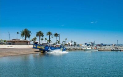 San Diego Whale Watching & Dolphin Cruise (2026 Review & Booking Guide)