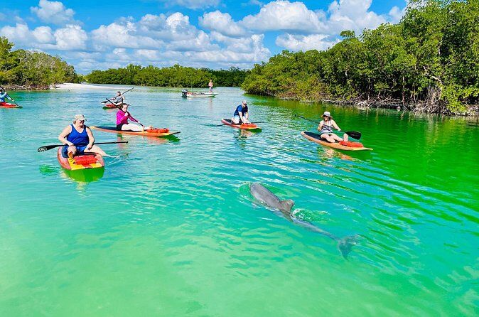 Migliori tour ed esperienze a Fort Myers in Florida 20 Dolphin and Manatee Adventure Tour of Fort Myers - Fort Myers Florida