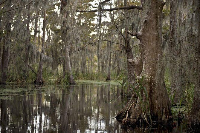 Best Tours & Experiences in New Orleans Swamp Tour 8 New Orleans Swamp Tour Boat Adventure