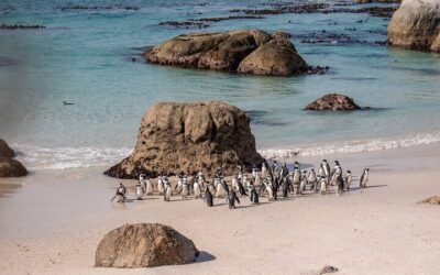 Cape of Good Hope and Boulders Penguins Day Tour from Cape (2026 Review & Booking Guide)