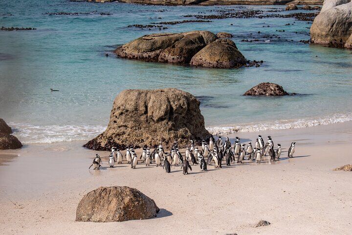 Cape of Good Hope and Boulders Penguins Day Tour from Cape (2026 Review & Booking Guide) 1 Cape of Good Hope and Boulders Penguins Day Tour from Cape in Cape Town