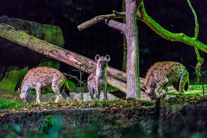 Singapore City Pass: Go City All-Inclusive vs Explorer vs Individual Tickets — Worth It? (2026) 10 Night Safari Ticket Including Tram Ride