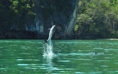 Best Tours & Experiences in Langkawi