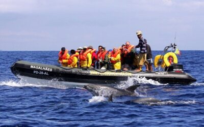Best Tours & Experiences in Terceira, Azores