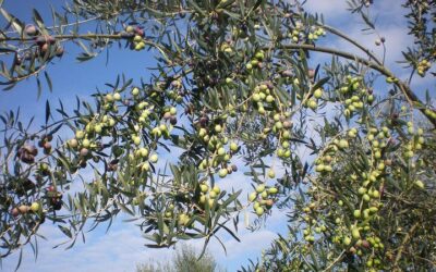 What to Eat in Sorrento: Best Food Guide (2026)