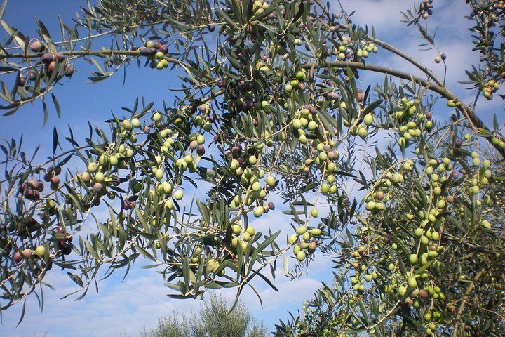 Sorrento Farm and Food Experience including Olive Oil in Sorrento