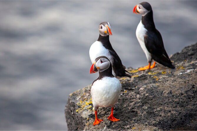 Best Tours & Experiences in Vestmannaeyjar Iceland 9 Vestmannaeyjar Puffins and Volcanoes Small Group Day Tour - Vestmannaeyjar Iceland