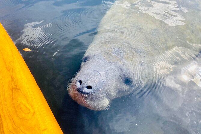Dolphin and Manatee Adventure Tour of Sarasota with Olde Florida History - Sarasota Florida