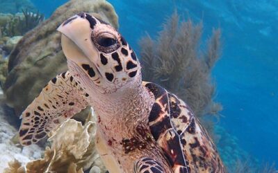 Best Tours & Experiences in Bonaire
