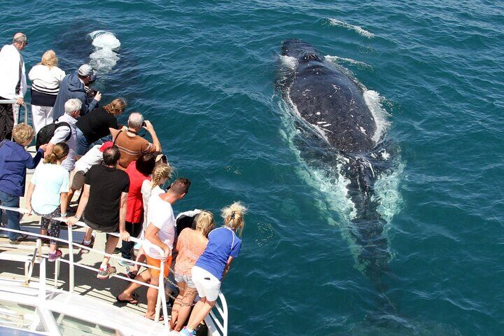 Whale Watching Tour with Spirit of Gold Coast (2026 Review & Booking Guide) 1 Whale Watching Tour with Spirit of Gold Coast in Gold Coast