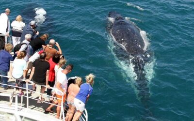 Best Tours in Gold Coast: Top Ways to Experience the City (2026)