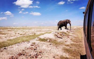 Best Tours & Experiences in Amboseli