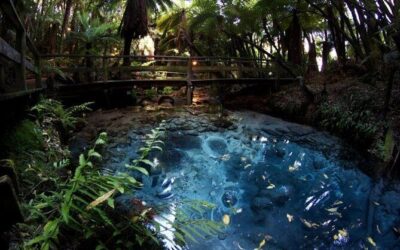 Best Tours & Experiences in Rotorua