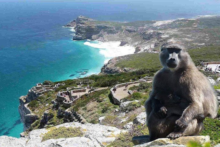 Private vs Small Group Tours in Cape Town: Which Should You Book? (2026) 13 Cape Peninsula Full Day Tour in Private Car