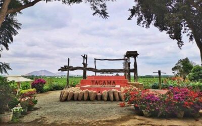 Best Tours & Experiences in Ica