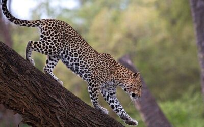 Best Tours & Experiences in Bwindi